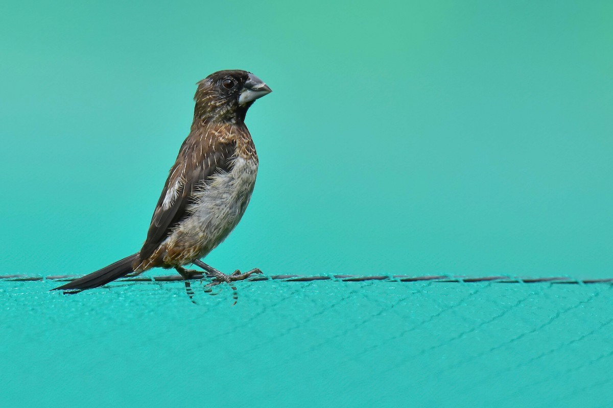 panenka bronzová - ML644689809