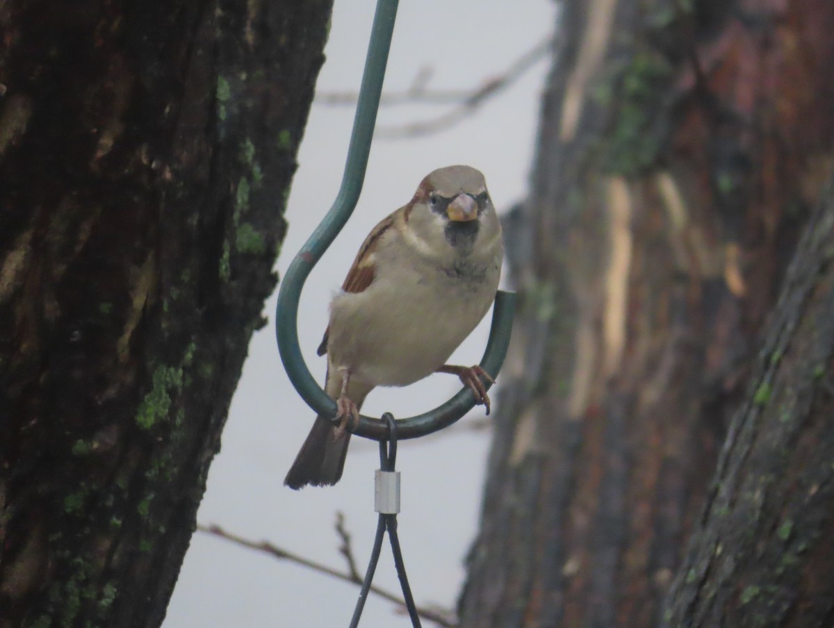 vrabec domácí - ML644689810