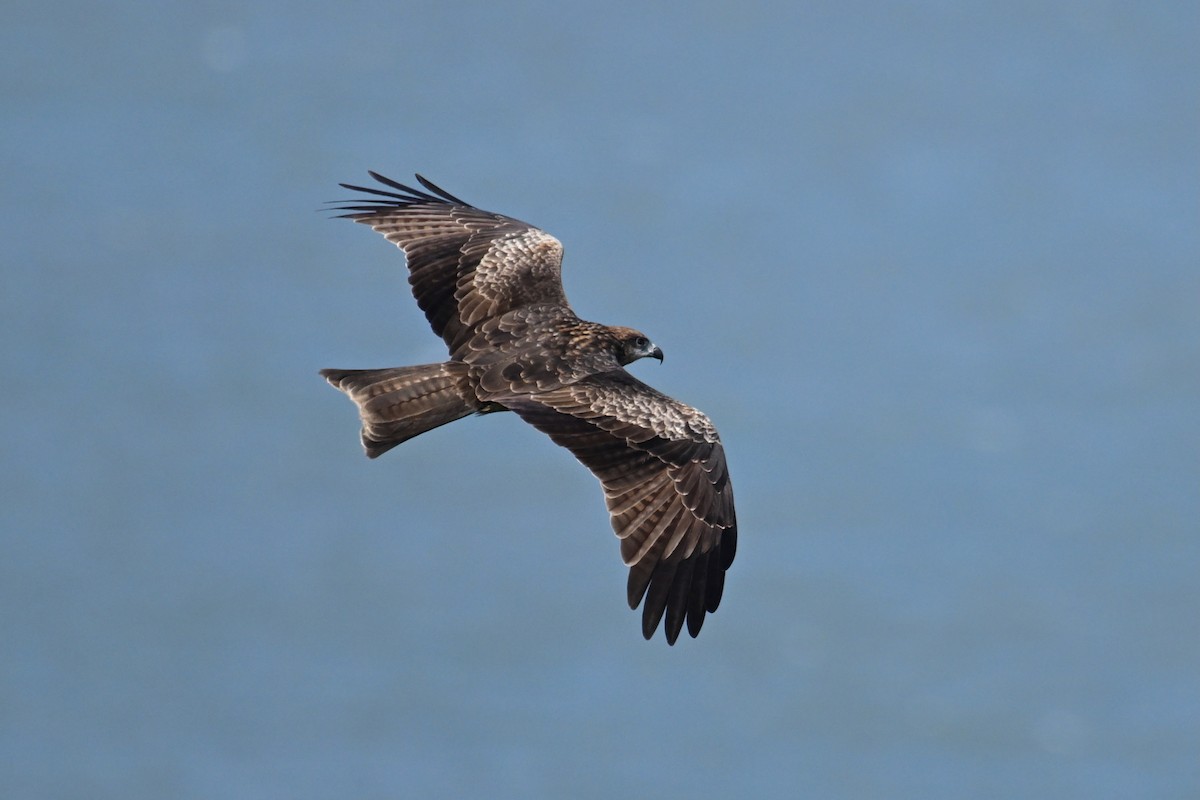 Miru beltza - ML644689811