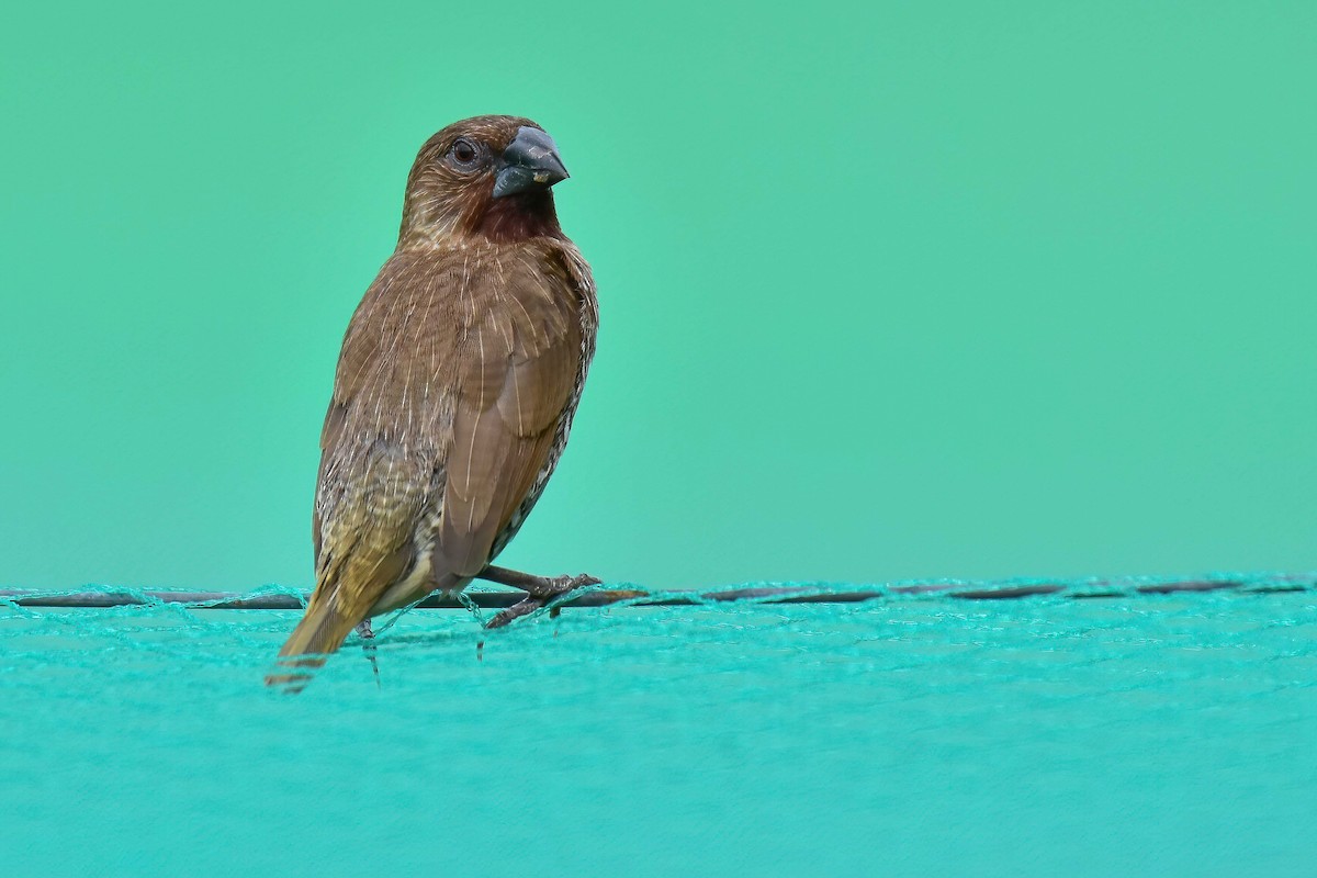 panenka muškátová - ML644689814