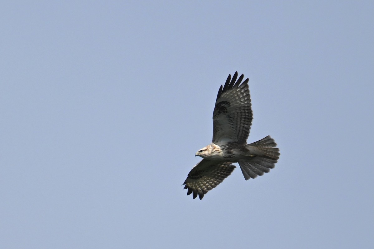Eastern Buzzard - ML644689815