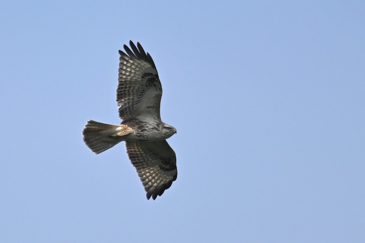 Eastern Buzzard - ML644689816