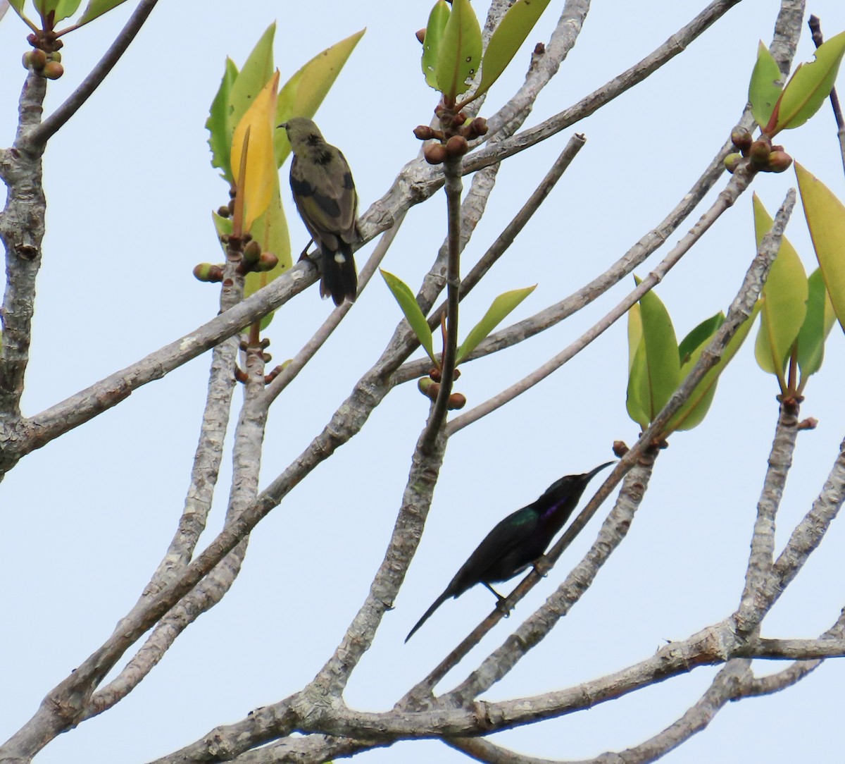 strdimil temný - ML644689822