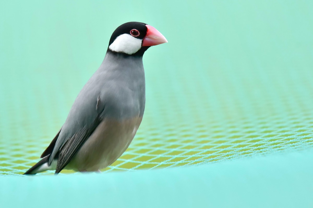 Java Sparrow - ML644689824