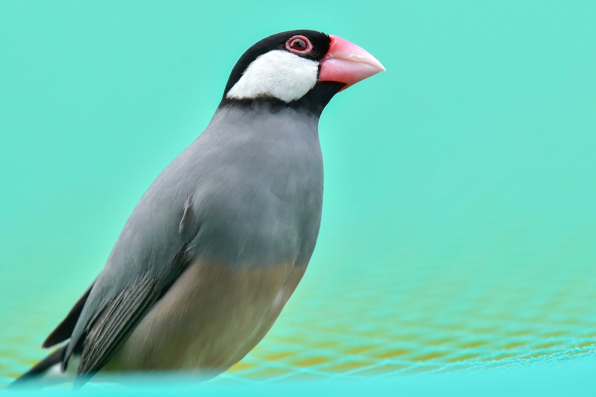 Java Sparrow - ML644689825