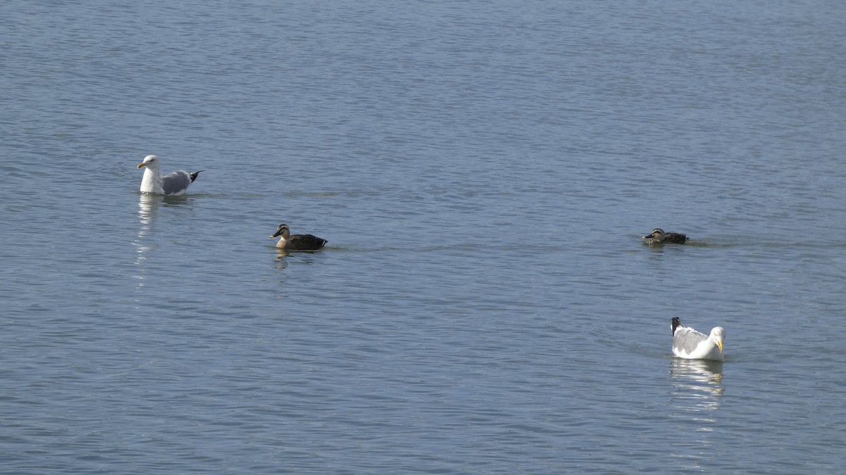 kachna čínská - ML644689826