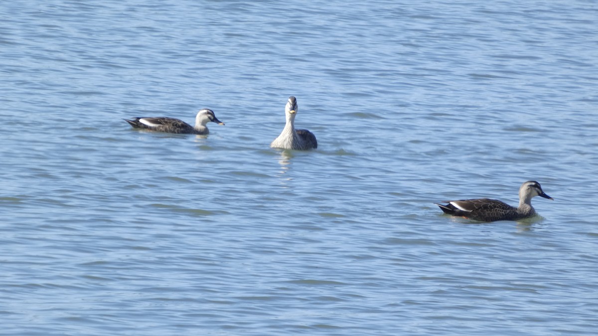 kachna čínská - ML644689828