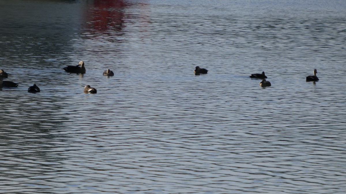 kachna čínská - ML644689829