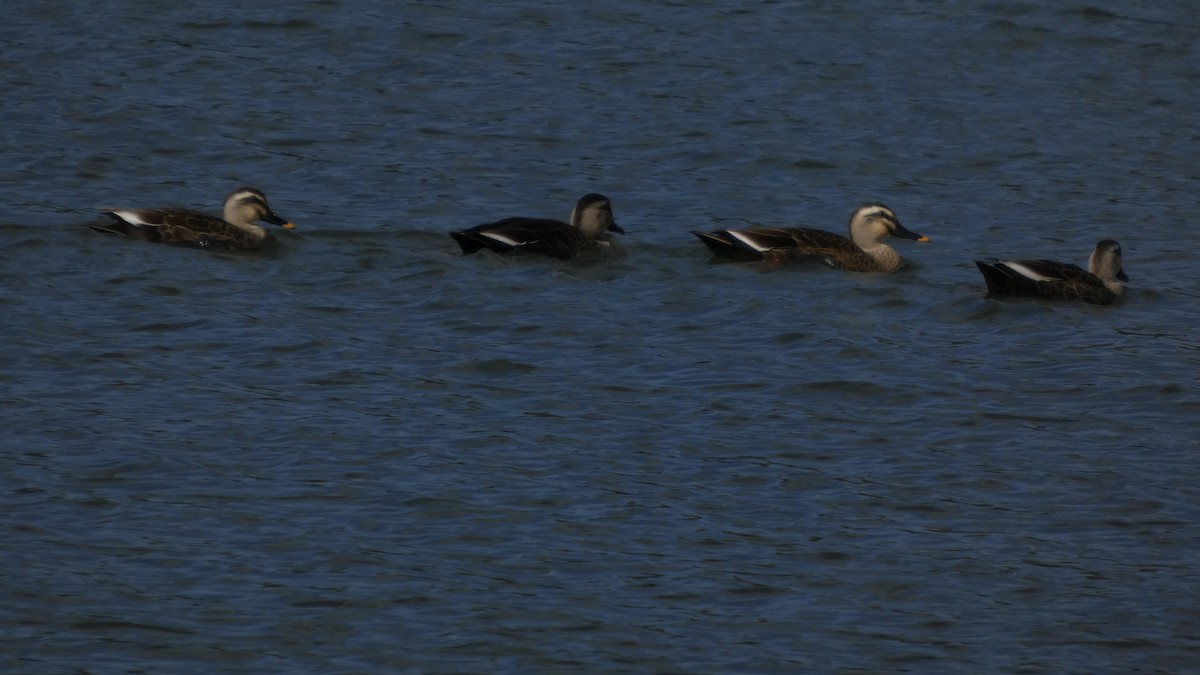 kachna čínská - ML644689830