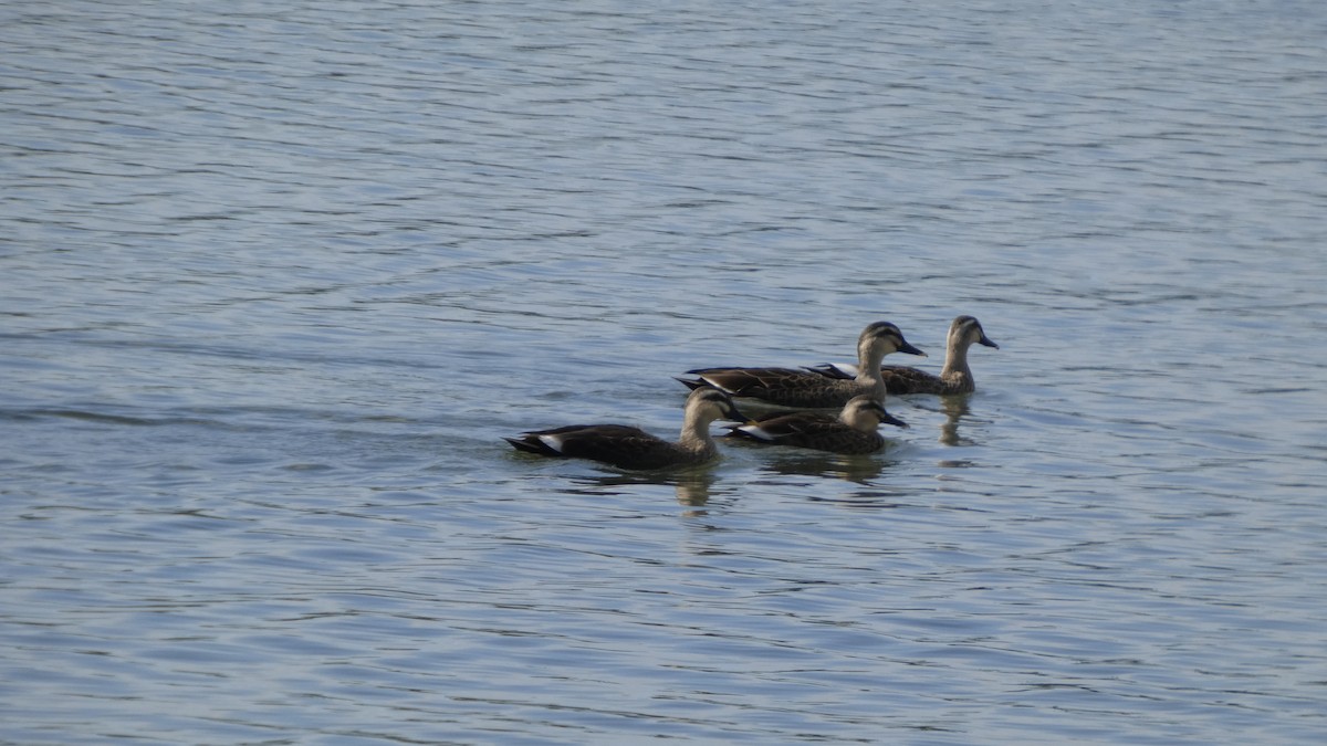 kachna čínská - ML644689831