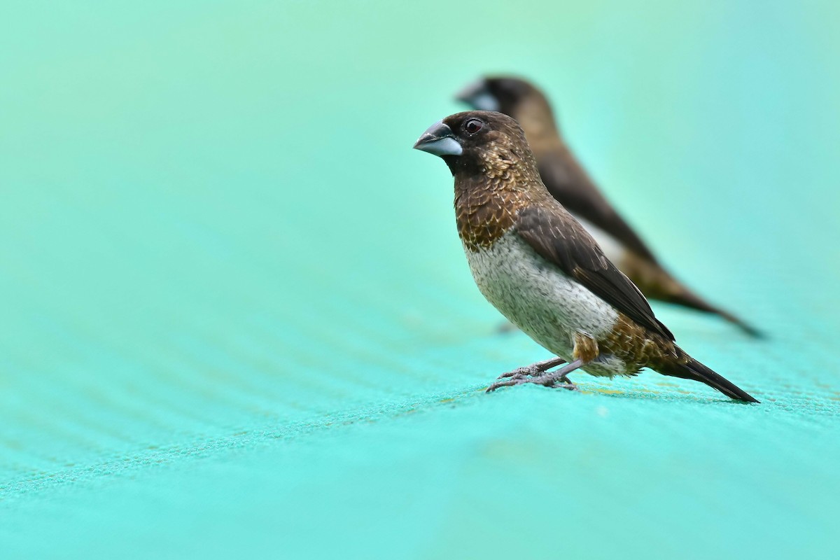 panenka bronzová - ML644689833