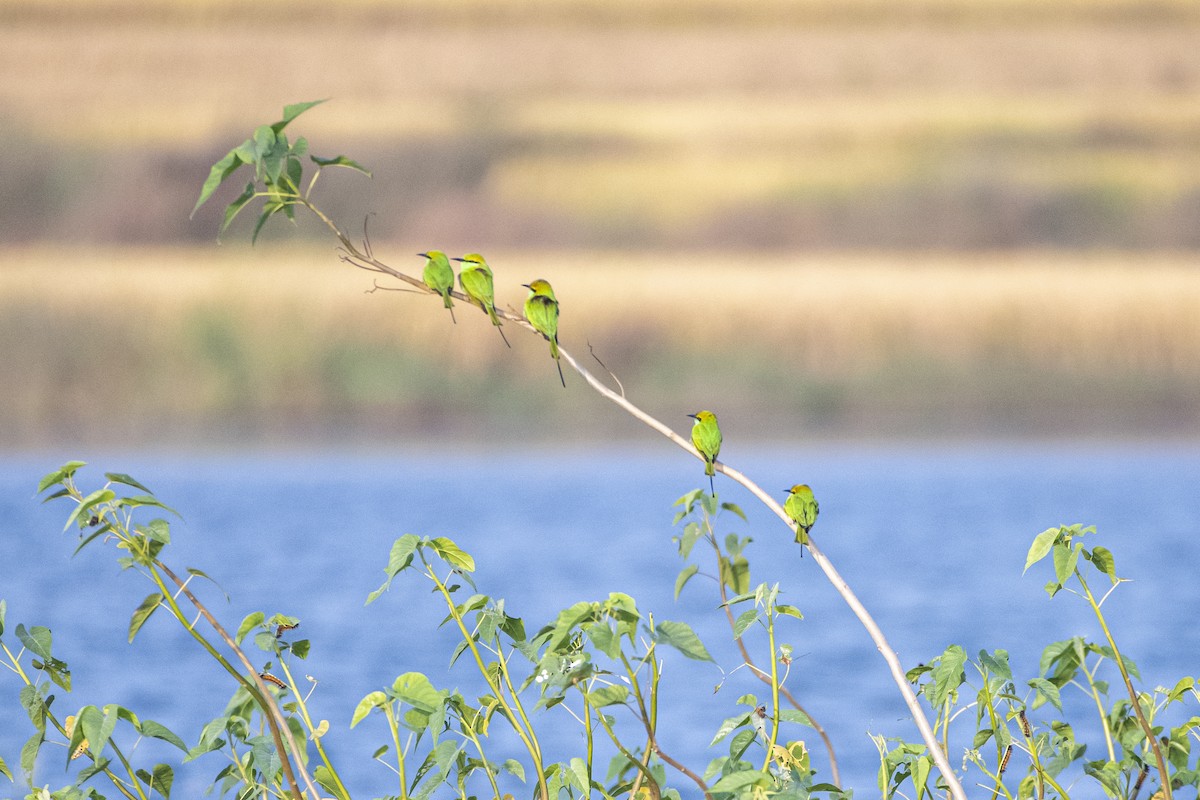 beryllbieter - ML644689841