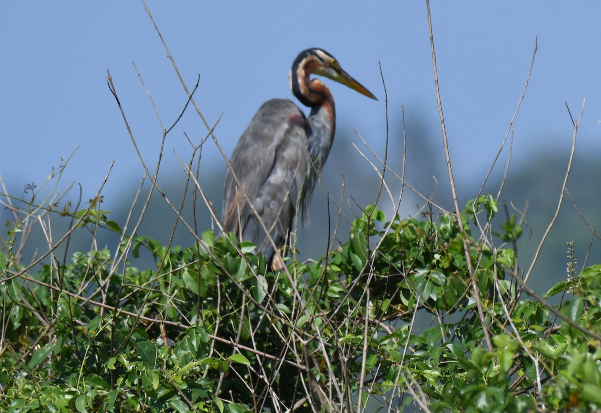 Koartza gorria - ML644689842