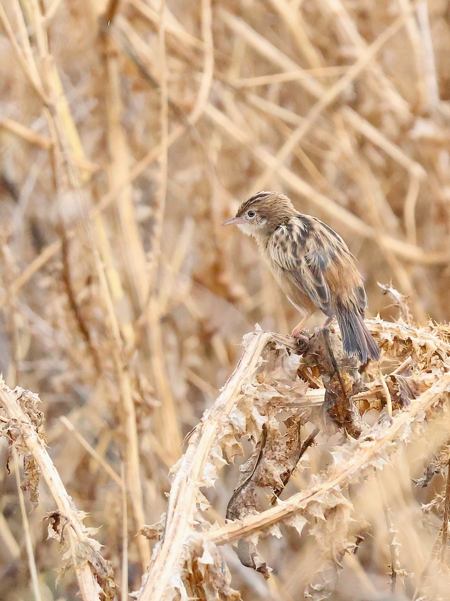 Ihi-txoria - ML644689843