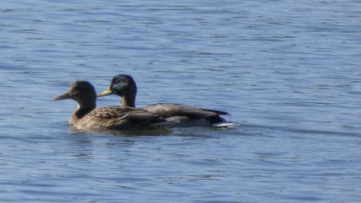 Basahatea - ML644689844