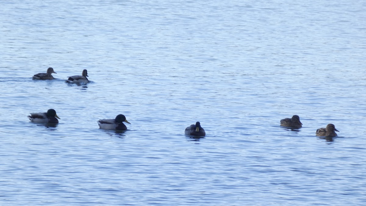 Basahatea - ML644689845