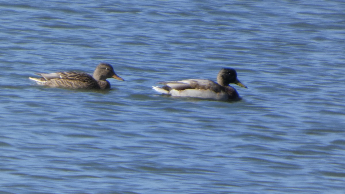 Basahatea - ML644689846