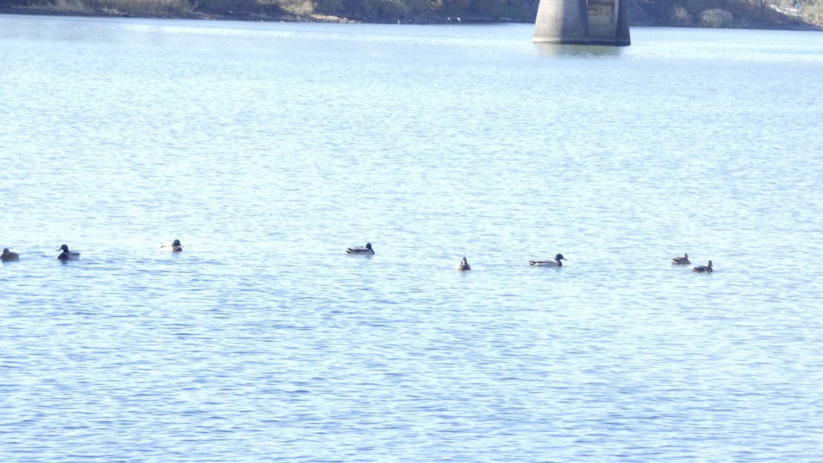 Basahatea - ML644689847