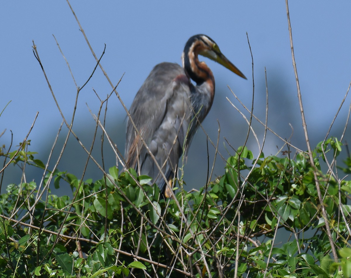 Koartza gorria - ML644689848