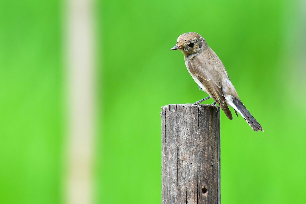 Taigako euli-txoria - ML644689851