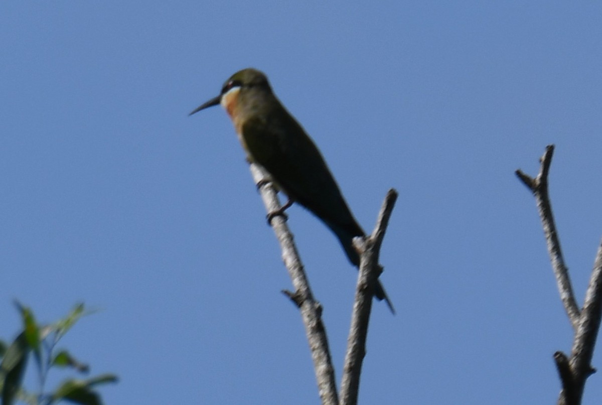 Blue-tailed Bee-eater - ML644689854