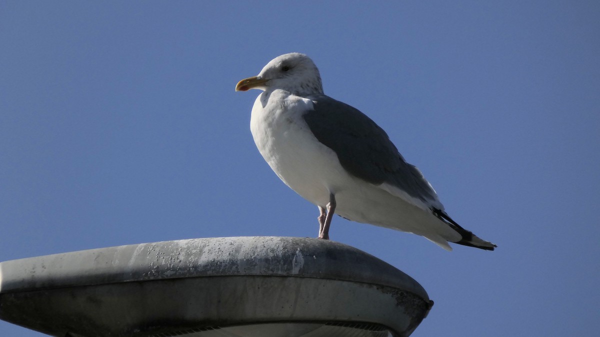 Kaio hauskara siberiarra - ML644689856