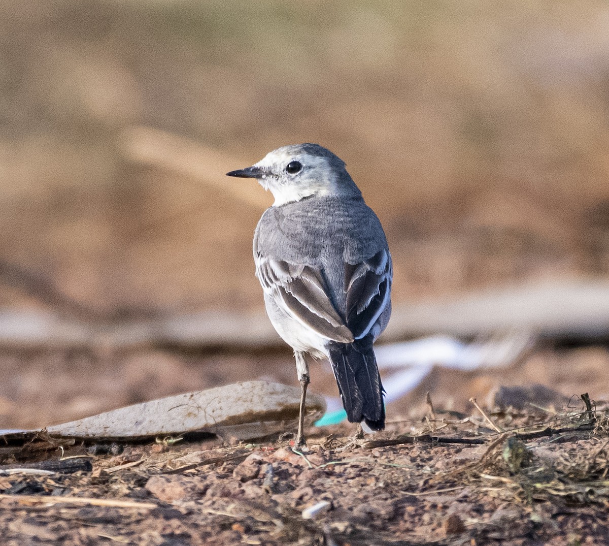 Buztanikara zuria - ML644689857