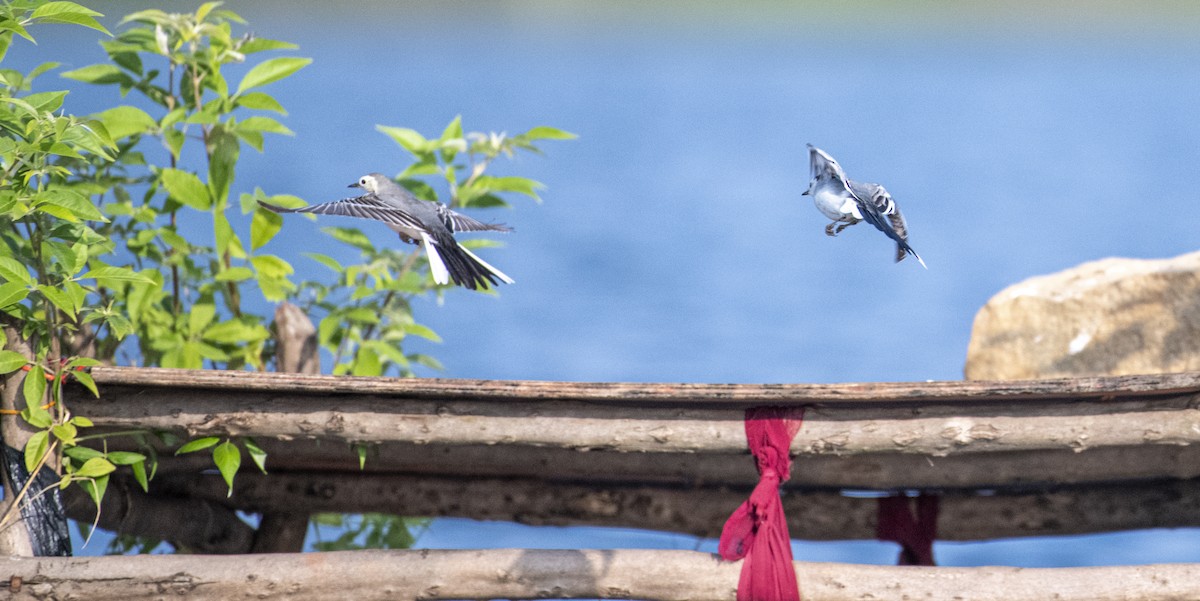 Buztanikara zuria - ML644689858