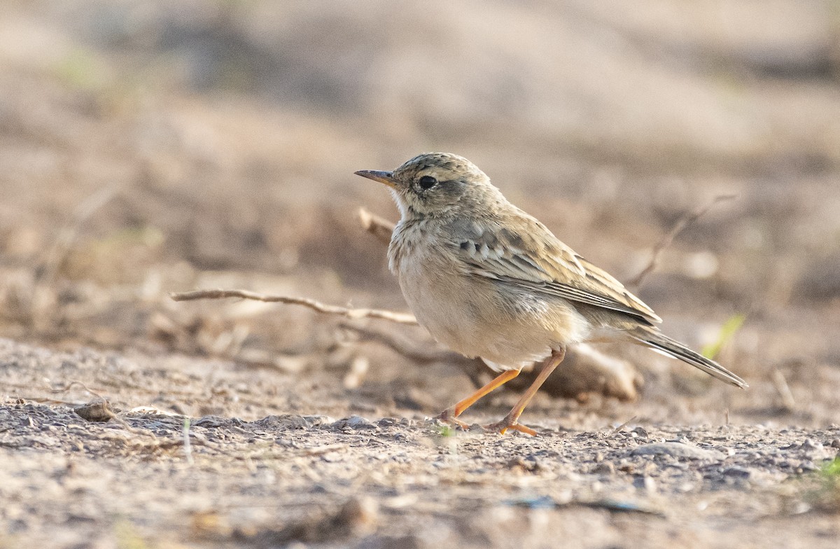 Txirta ekialdetarra - ML644689859