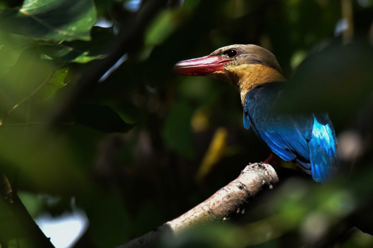 Stork-billed Kingfisher - ML644689863