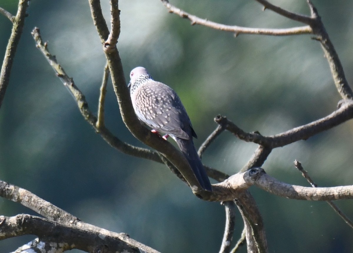 Spotted Dove - ML644689864