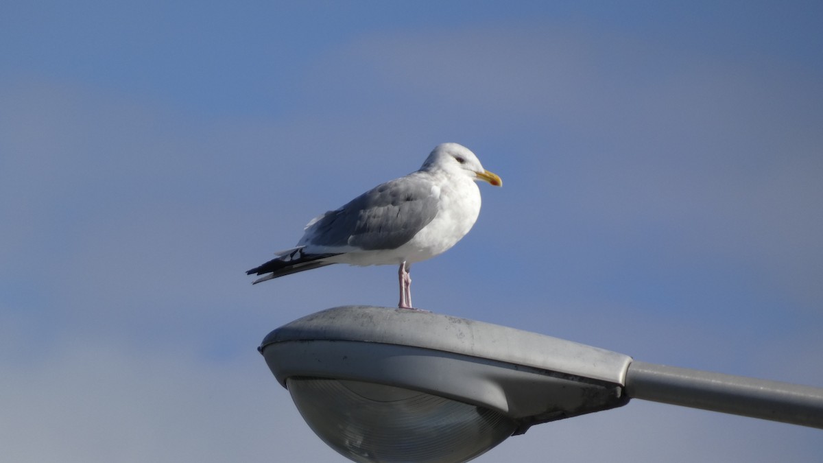 Kaio hauskara siberiarra - ML644689866