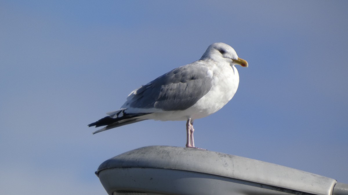 Kaio hauskara siberiarra - ML644689867