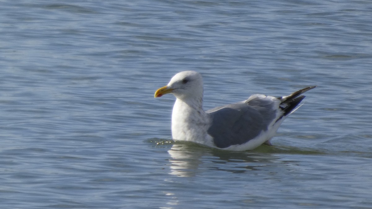 Kaio hauskara siberiarra - ML644689868