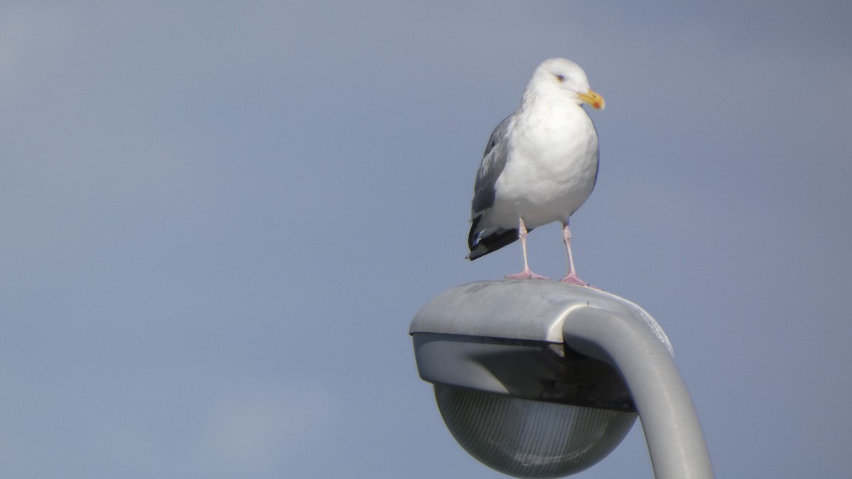 Kaio hauskara siberiarra - ML644689869