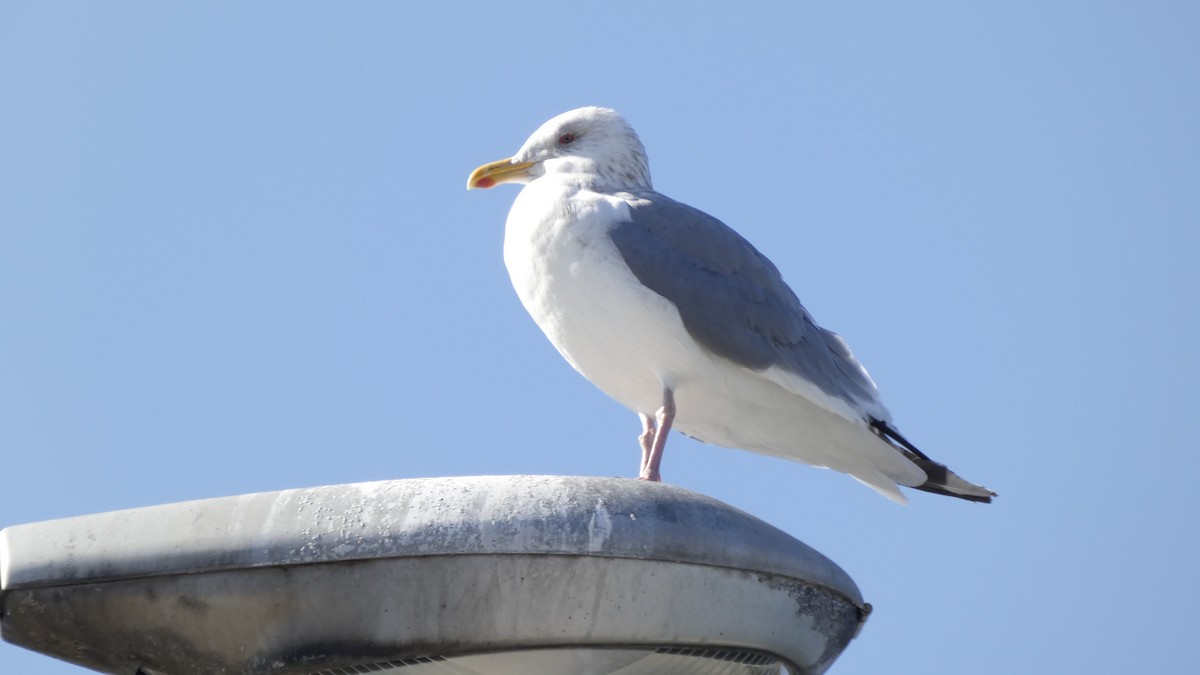 Kaio hauskara siberiarra - ML644689870