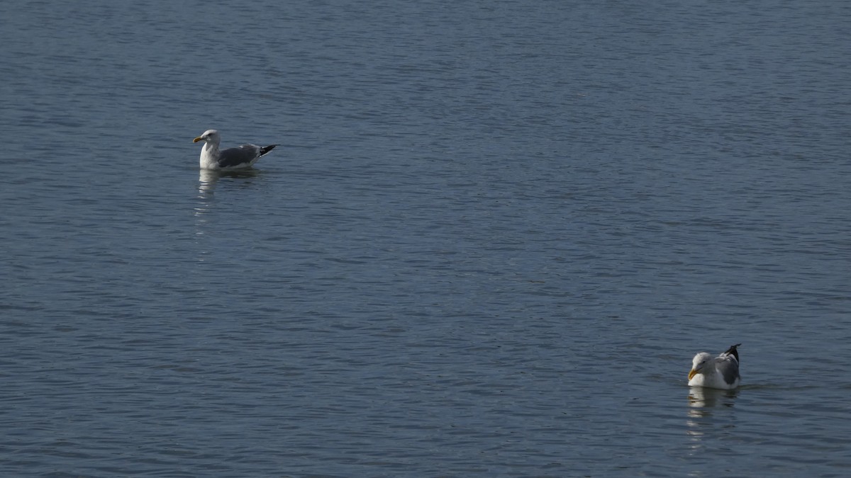 Kaio hauskara siberiarra - ML644689872