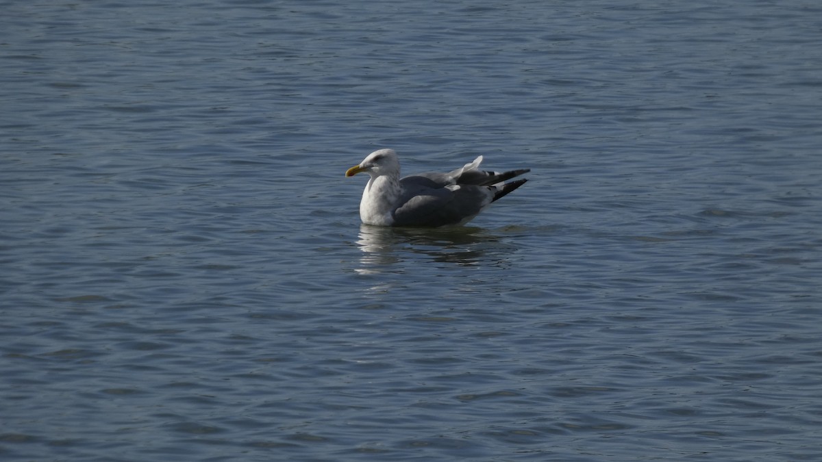 Kaio hauskara siberiarra - ML644689873