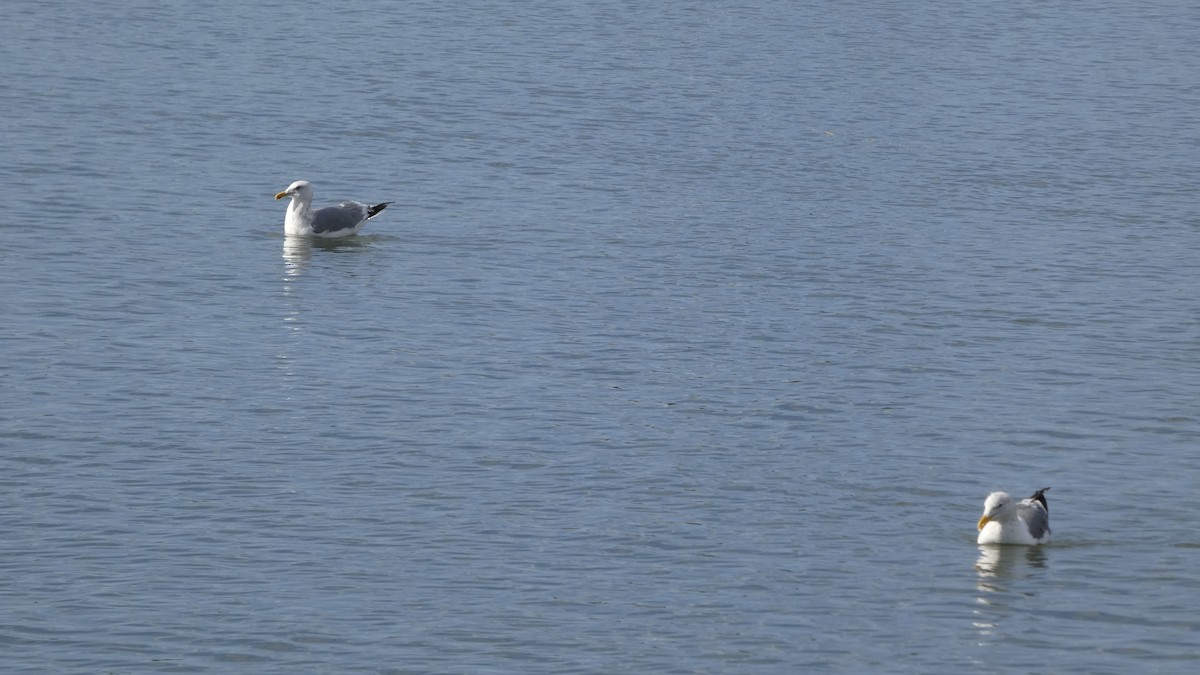 Kaio hauskara siberiarra - ML644689875