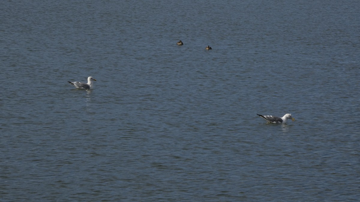 Kaio hauskara siberiarra - ML644689876