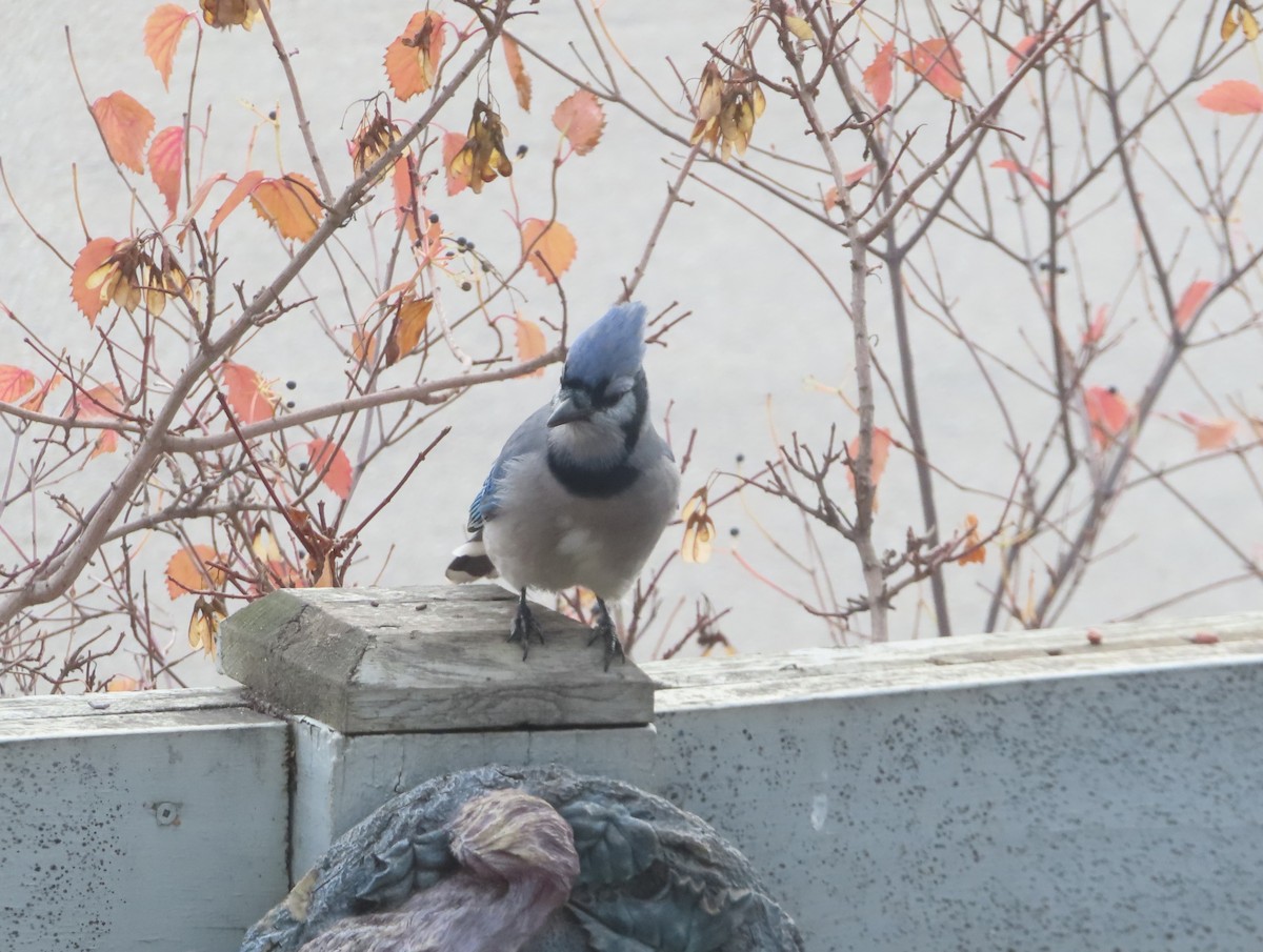 Blue Jay - ML644689881