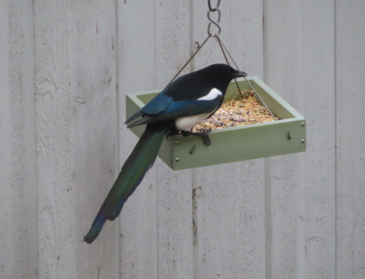 Black-billed Magpie - ML644689887