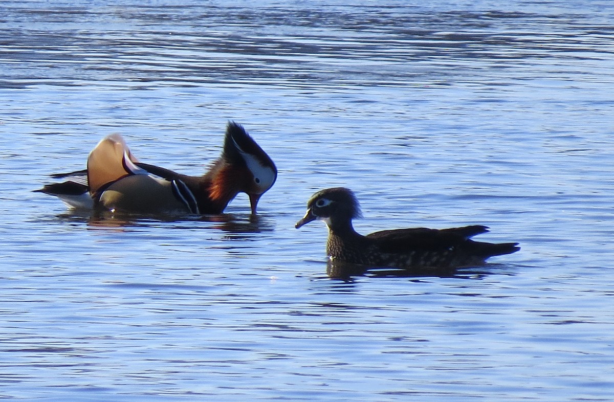 mandarinand - ML644689899