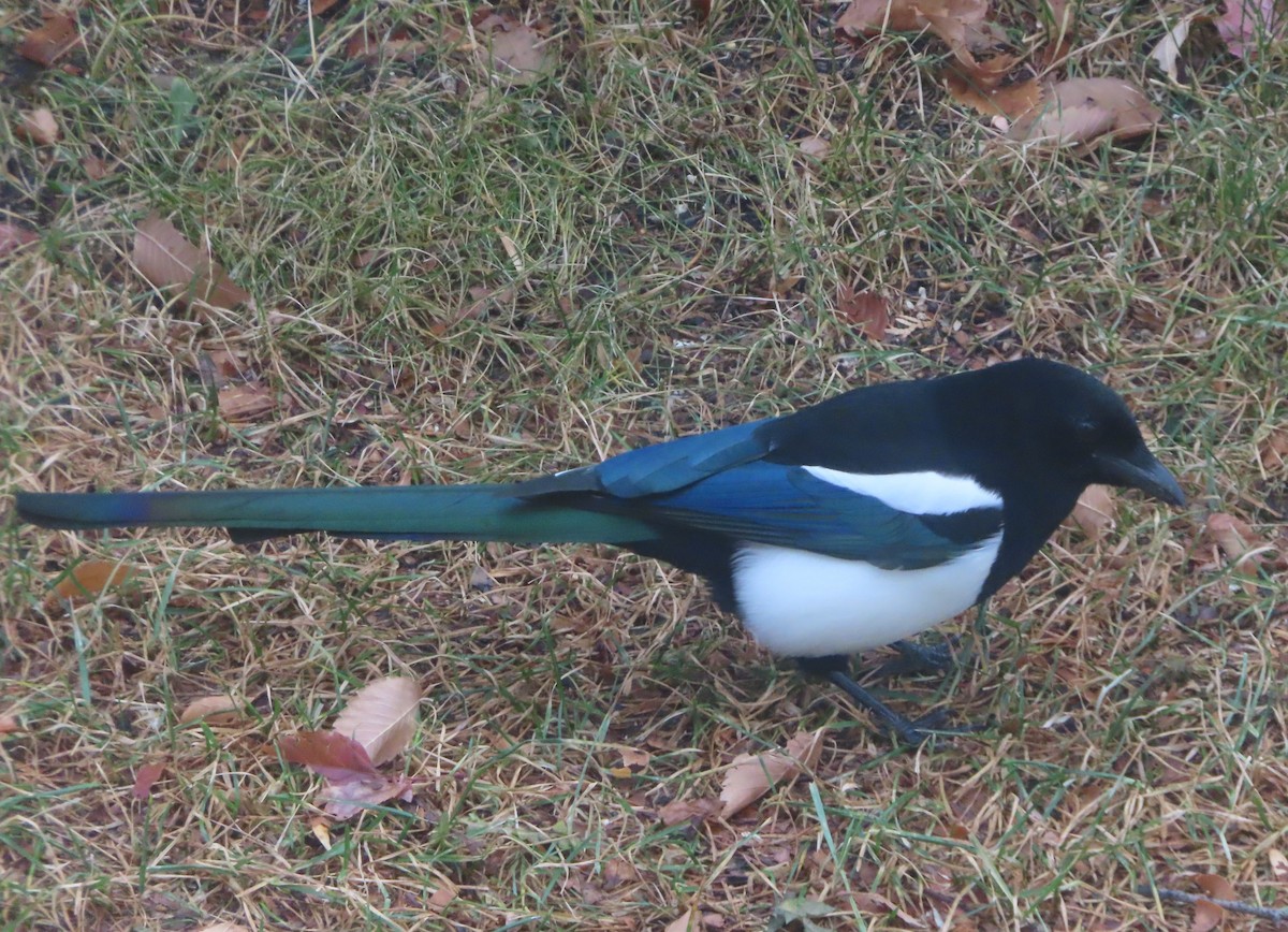 Black-billed Magpie - ML644689901
