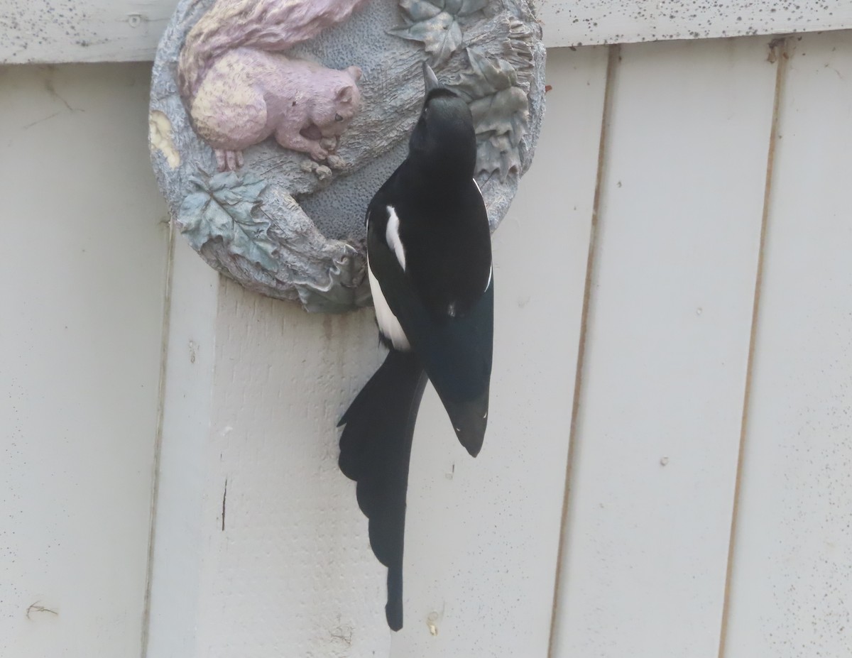 Black-billed Magpie - ML644689902