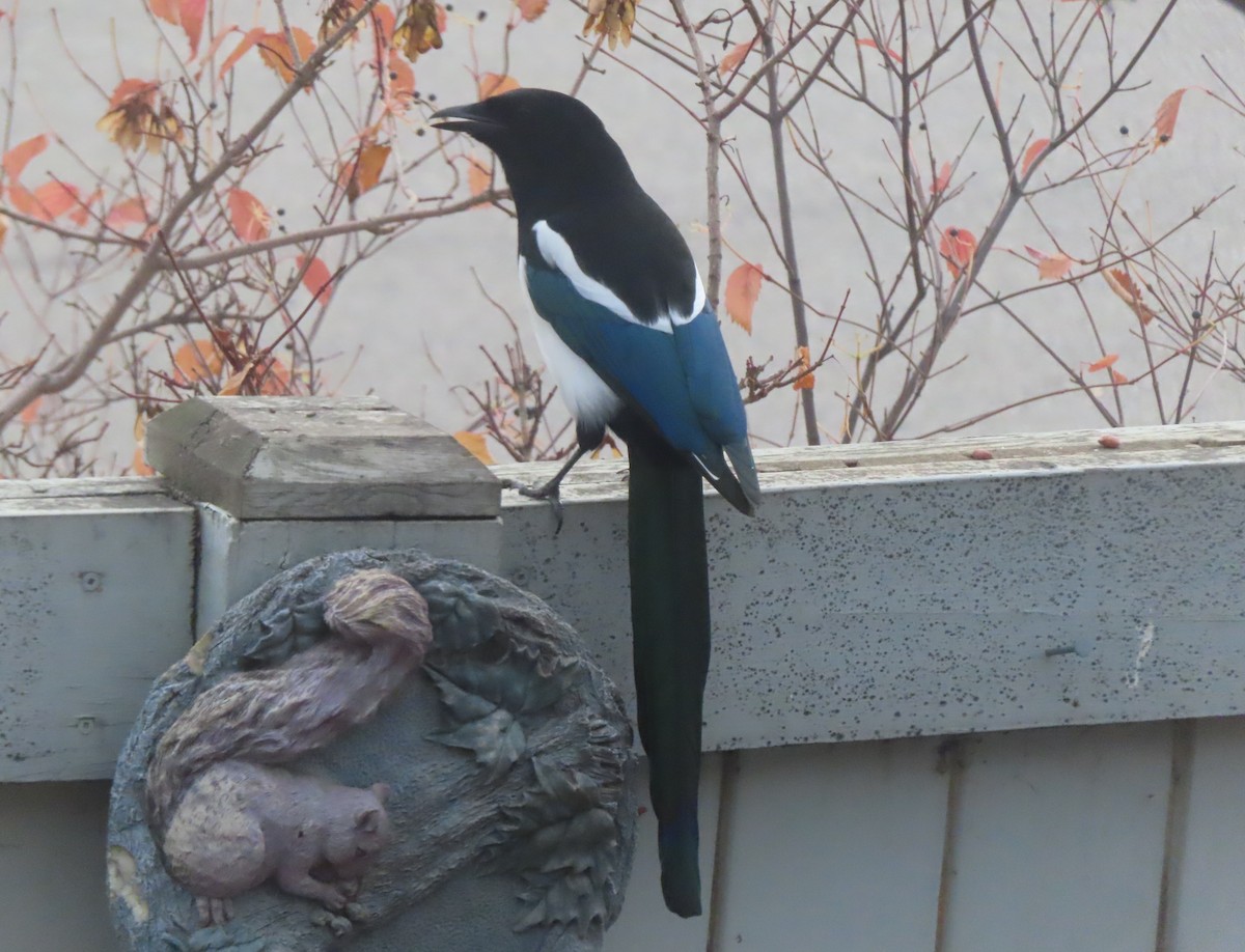 Black-billed Magpie - ML644689904
