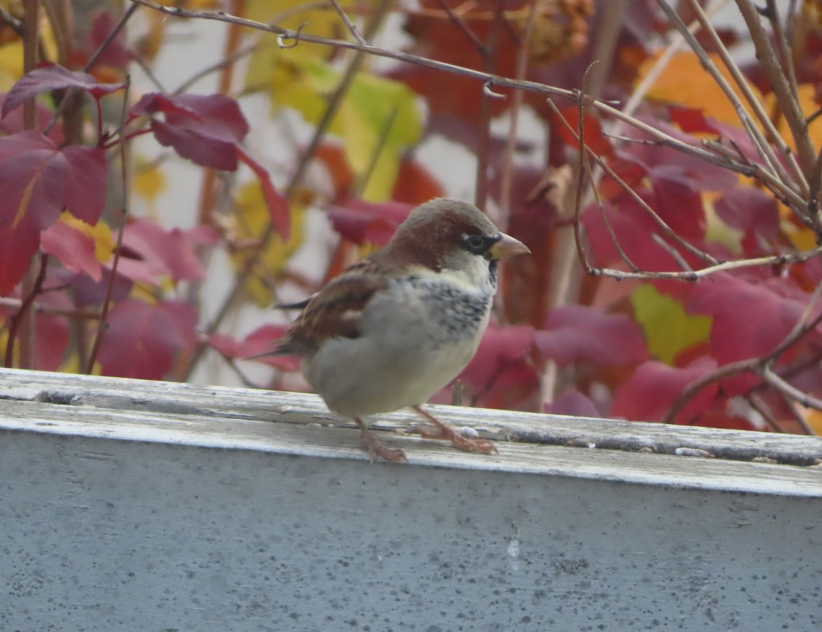 דרור הבית - ML644689905