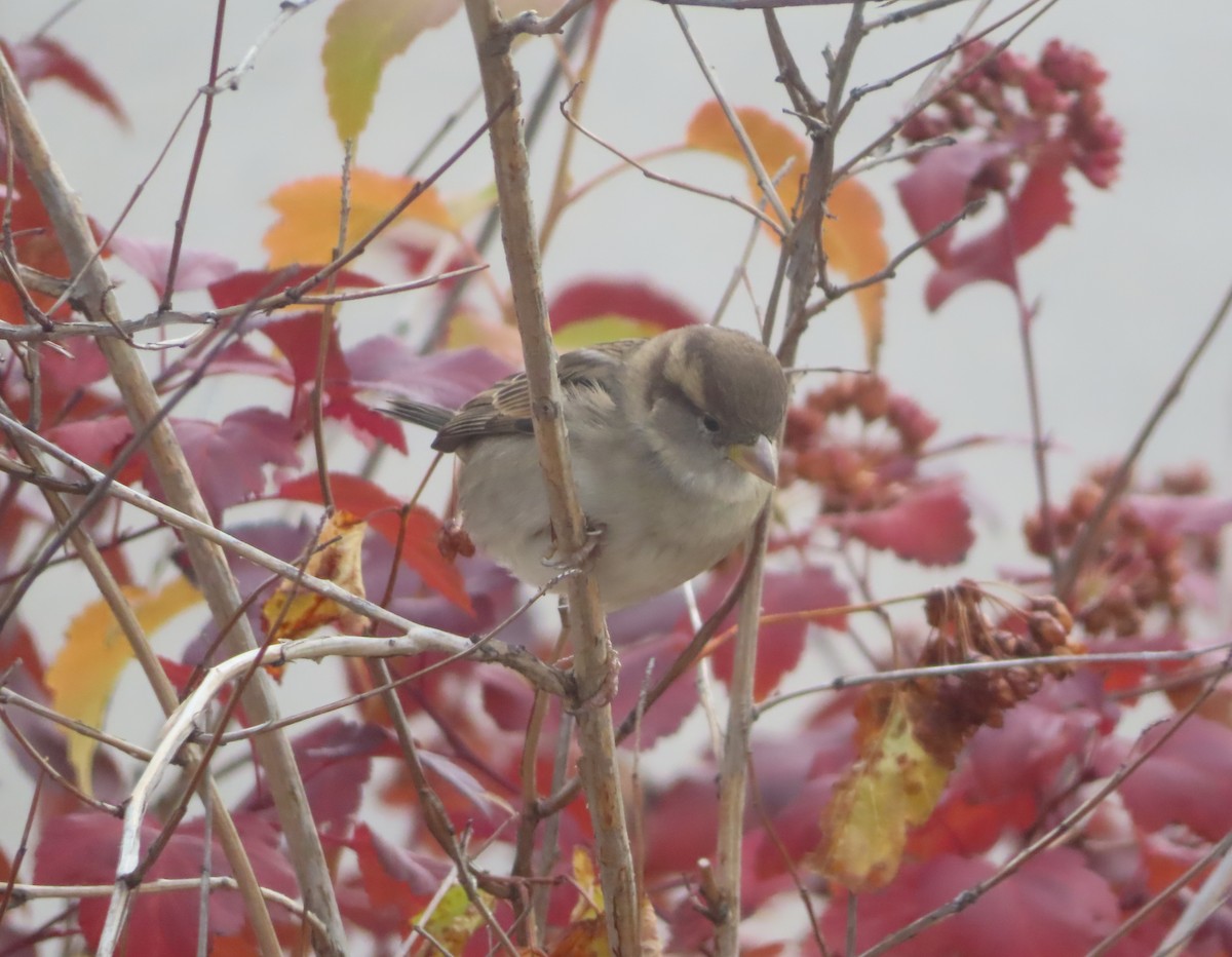 Etxe-txolarrea - ML644689906