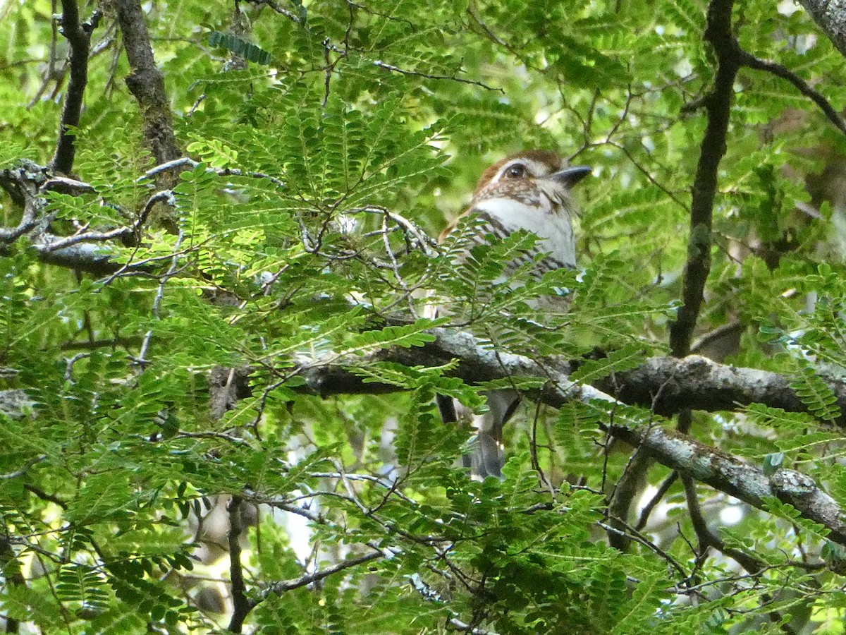 Підкіпка коротконога - ML644689911