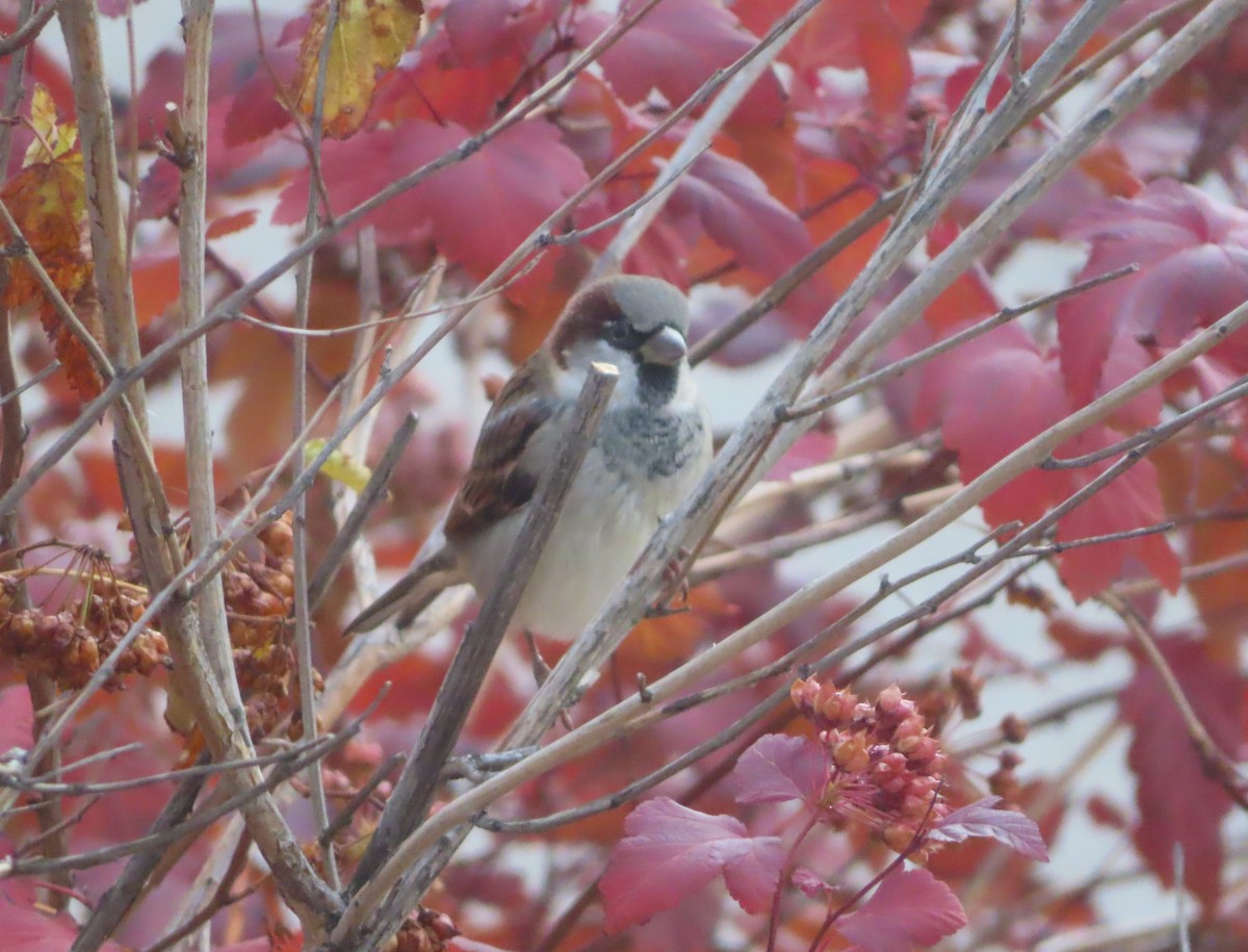 Etxe-txolarrea - ML644689912